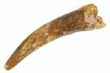 Fossil Pterosaur (Siroccopteryx) Tooth - Morocco #329004-1